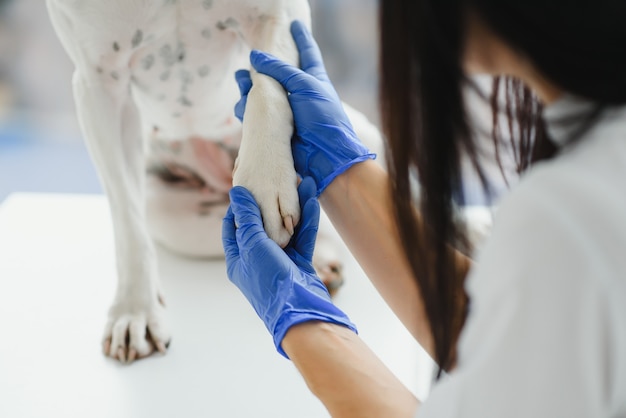 The veterinarian's hands check the paw of a dog