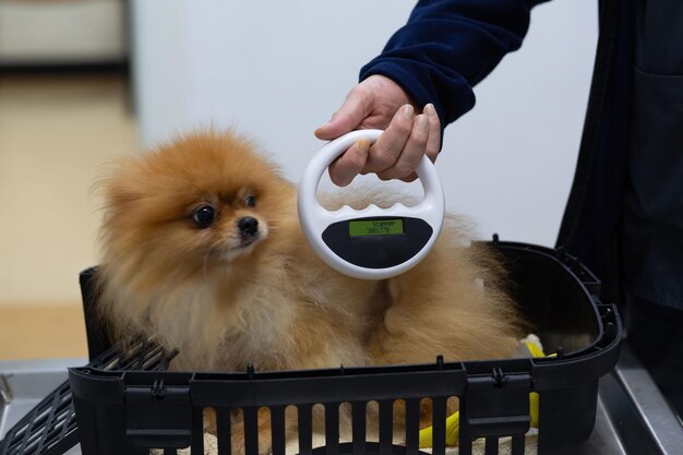 Veterinarian scans a dog's body for a chip.