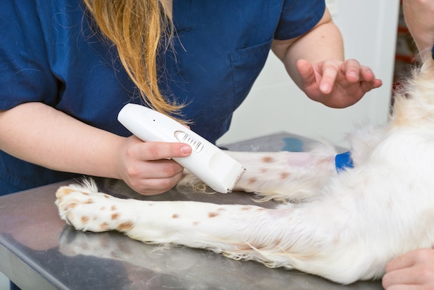 Veterinarian shaving a dog for surgery. close up