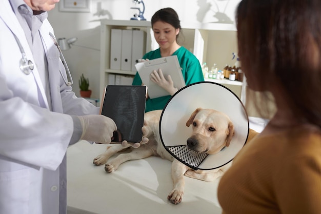 Veterinarian Showing Dogs Xray to Owner