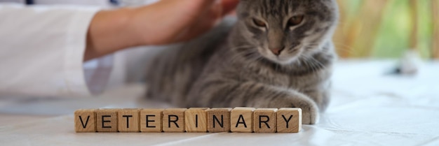 Veterinarian strokes cat on table of vet clinic letters veterinary on cubes in front of cat