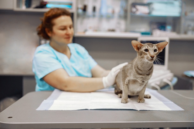 Il veterinario accarezza il gatto grigio seduto sul tavolo nell'ufficio moderno della clinica