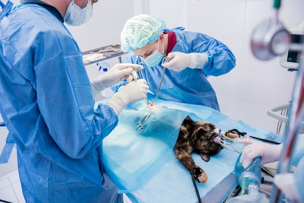 Veterinarian surgeons in operating room doing cat neutering