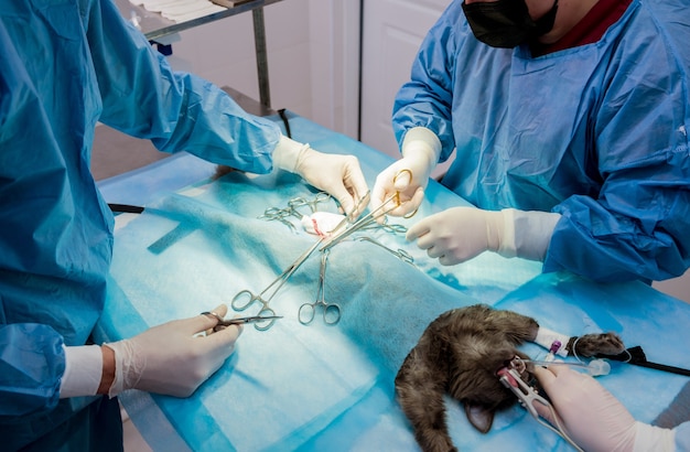 Foto chirurghi veterinari in sala operatoria durante la sterilizzazione del gatto