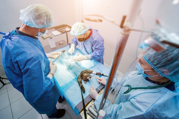 Veterinarian surgeons in operating room doing cat neutering