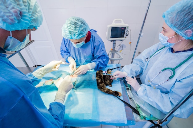 Veterinarian surgeons in operating room doing cat neutering