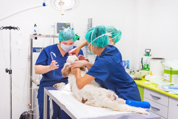 Chirurghi veterinari in sala operatoria