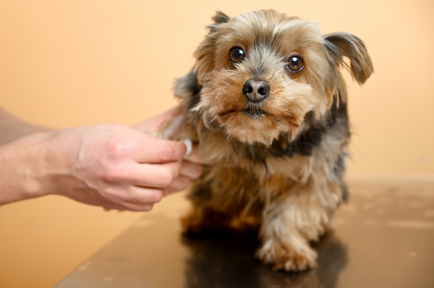 獣医師が血液サンプルを採取し、診療所で犬を診察する