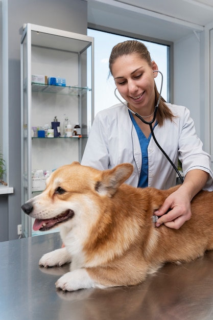 Foto veterinario che si prende cura del cane