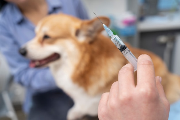 Photo veterinarian taking care of pet dog