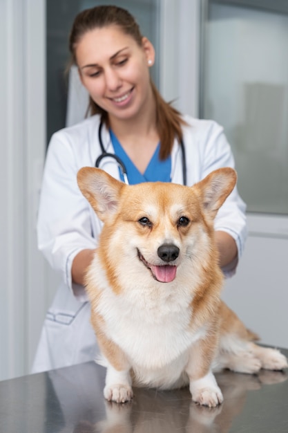 Photo veterinarian taking care of pet dog