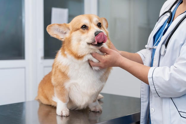 Photo veterinarian taking care of pet dog