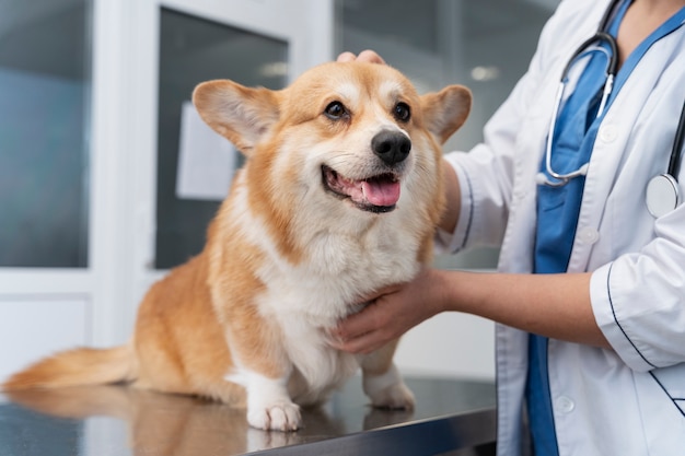 Photo veterinarian taking care of pet dog