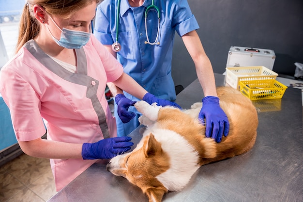 Veterinarian team bandages the paw of a sick corgi dog