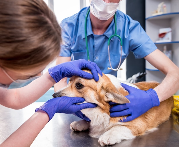 Veterinarian team examines the eyes of a sick corgi dog