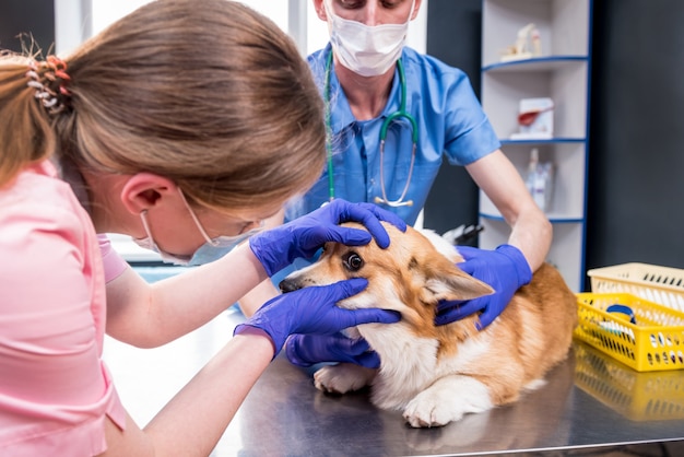 Бригада ветеринаров осматривает глаза больной собаки корги