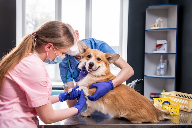 Veterinarian team examines the paws of a sick corgi dog