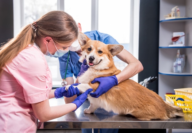 Veterinarian team examines the paws of a sick corgi dog