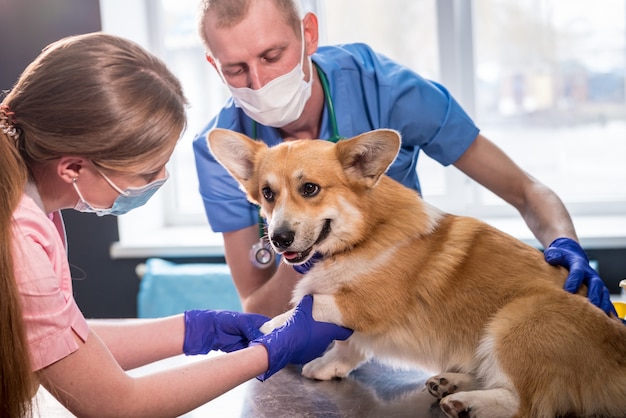 Veterinarian team examines the paws of a sick corgi dog