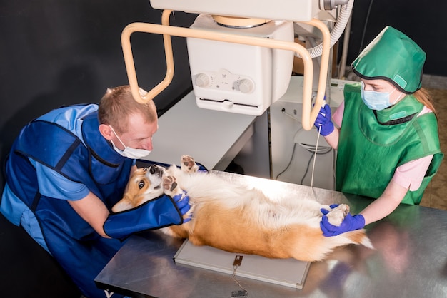 Veterinarian team examining dog in xray room