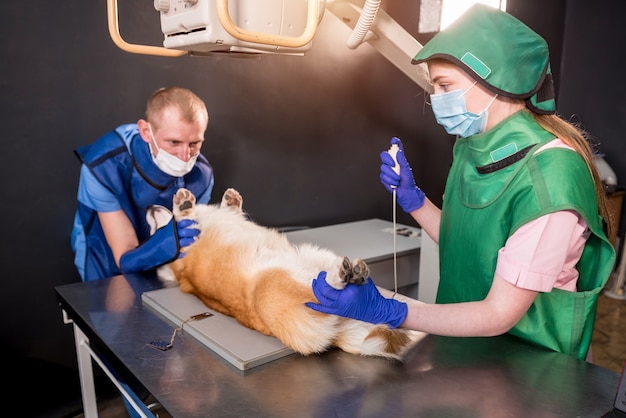 Veterinarian team examining dog in xray room