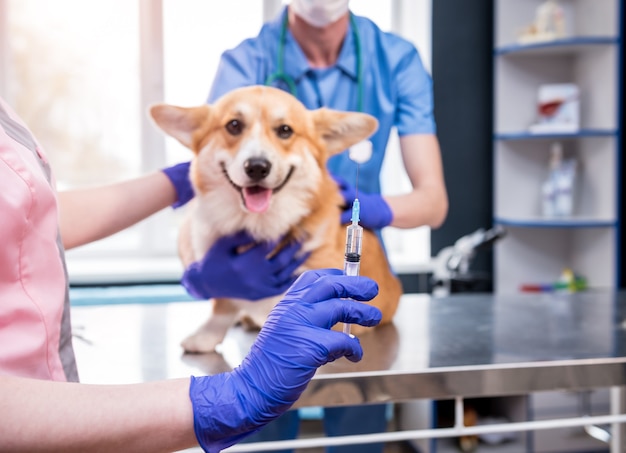 Veterinarian team giving the vaccine to the corgi dog