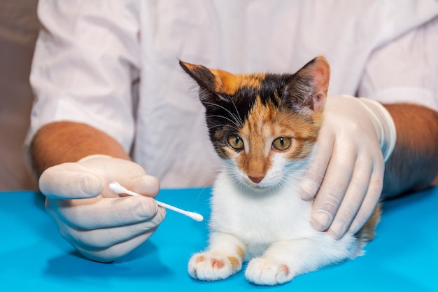 Il veterinario tratta un gattino per la tigna.