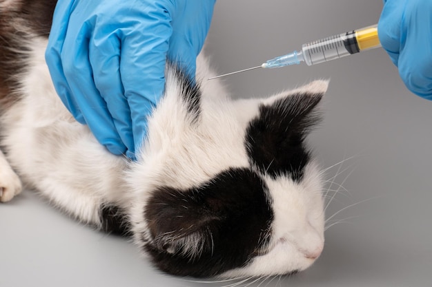 Foto il veterinario tratta un gattino malato facendo un'iniezione con un trattamento per animali domestici con concetto di siringa