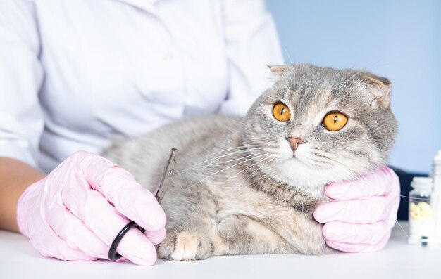 Veterinarian trimming claws of Scottish fold cat in clinic