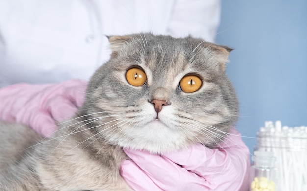 Veterinarian trimming claws of Scottish fold cat in clinic