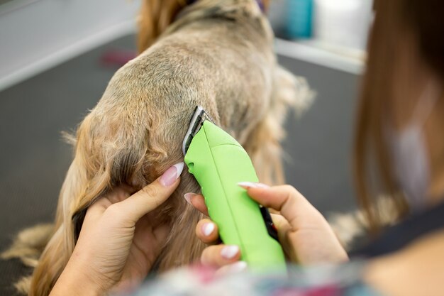 Veterinarian trimming a yorkshire terrier with a hair clipper in a veterinary clinic