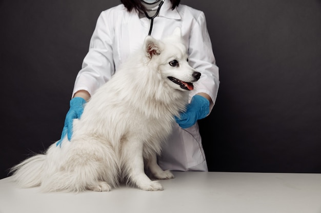 Veterinarian in uniform cheks the white dog