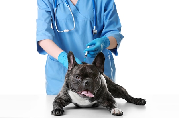 Veterinarian vaccinating dog on white background