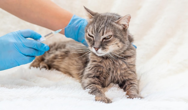 Veterinarian vaccination of cats Selective focus