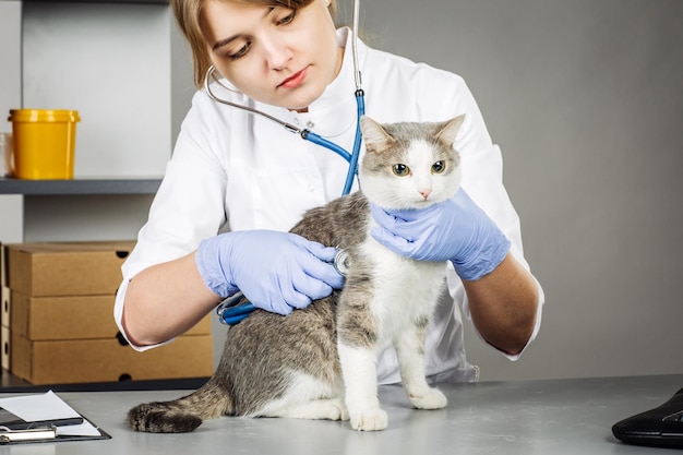 Veterinarian in vet clinic at work