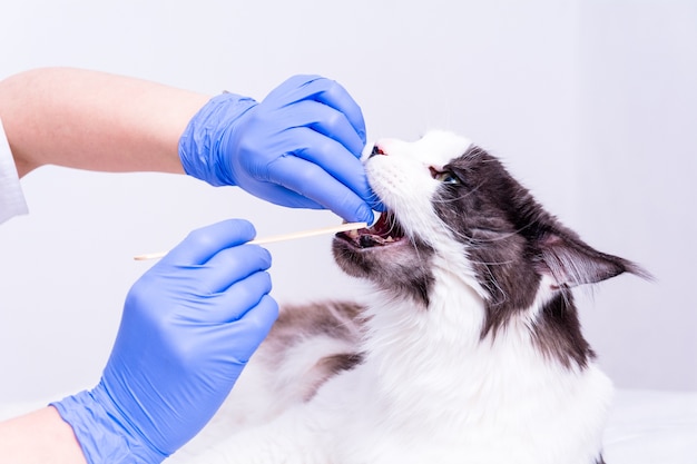 Ветеринар в белом халате и синих медицинских перчатках дает кошке мейн-кун лекарство и зажимает ей пасть медицинским шпателем.