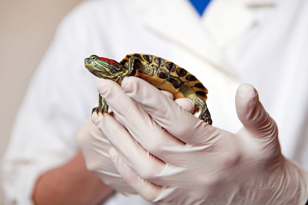A veterinarian in a white coat and gloves examines a small water turtle