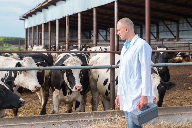 Veterinarian in a white robe on cow farm
