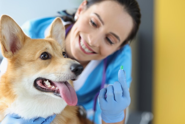 Veterinarian with dog is holding medical tablet ways to take drugs correctly in animals concept