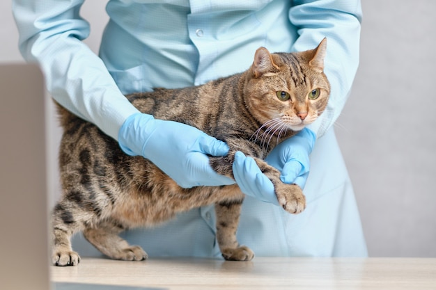 A veterinarian with gloves does massage of the cat paws.