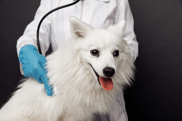 Veterinarian with stethoscope cheks the smiling white dog on table.