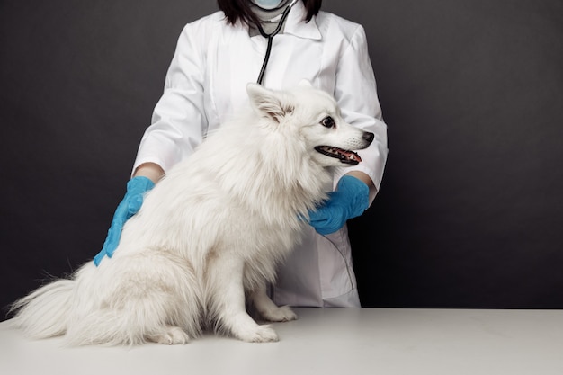 Veterinarian with stethoscope cheks the white dog on veterinary.