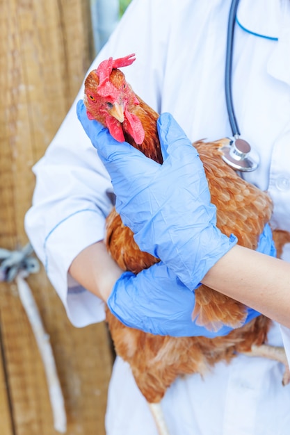 Veterinarian with stethoscope holding and examining a chicken