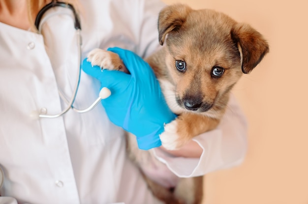 Veterinarian with stethoscope holding puppy in his hands during the examination in the vet clinic