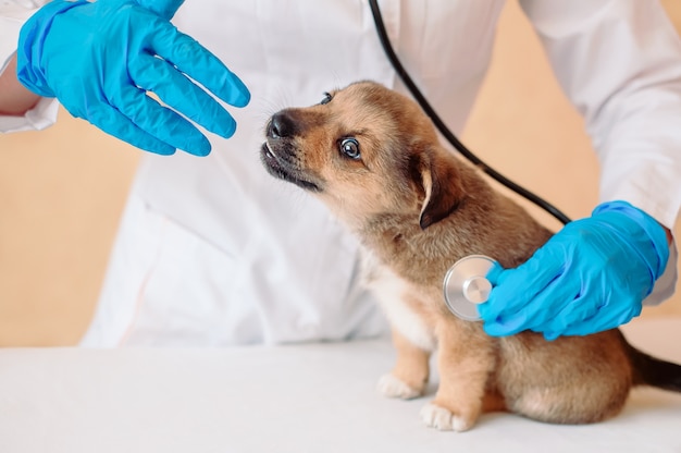 Veterinarian with stethoscope listens to heart and lungs of puppy