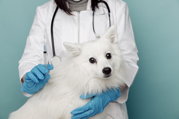 Veterinarian with syringe and white dog on table in vet clinic.