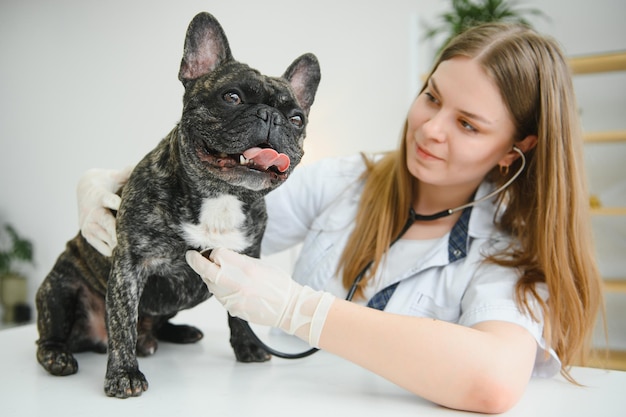 獣医の女性が犬を診察し、プロのペットの助けを借りて彼女の動物医療病院を撫でます