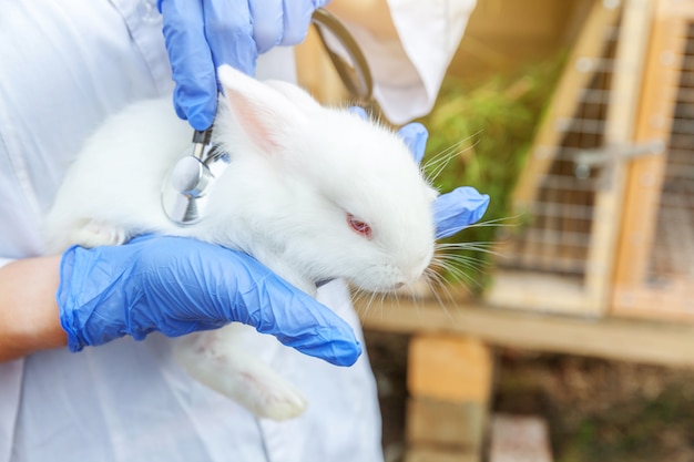 Veterinarian woman with stethoscope holding and examining rabbit on ranch background close up. Bunny in vet hands for check up in natural eco farm. Animal care and ecological farming concept.