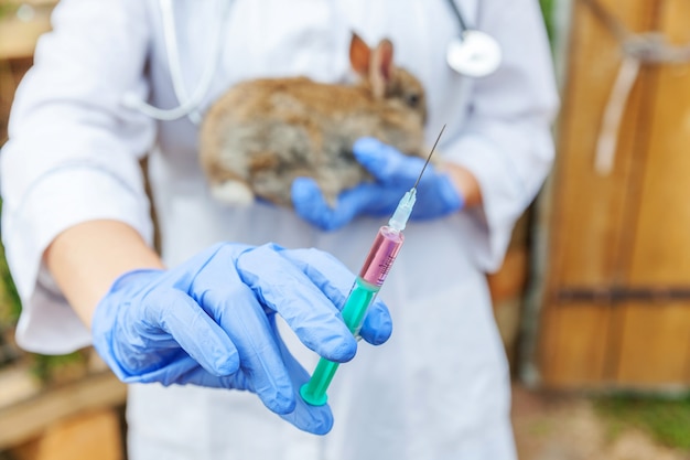 Veterinarian woman with syringe holding and injecting rabbit on ranch wall close up. Bunny in vet hands for vaccination in natural eco farm. Animal care and ecological farming concept.