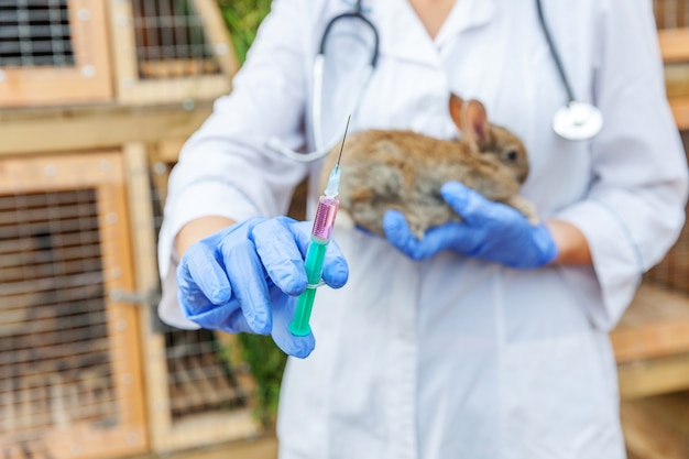 Veterinarian woman with syringe holding and injecting rabbit